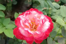 推荐8种浓香型的月季品种，个个都是精品，大家可以考虑入手视频封面