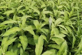 农村常见杂草“辣蓼草”识货当宝贝，到底有啥用途？看视频了解下
