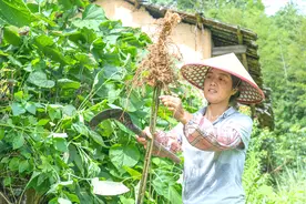 牡丹名散发出臭味，但是用它的根茎炖出来的排骨却很香视频封面