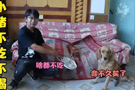 小亮养的小猪不吃也不喝，金毛说它无药可救快死了，这可怎么办？视频封面