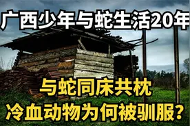 广西青年与蛇生活20年，夜晚和蛇同床共枕，冷血动物为何被驯服？视频封面
