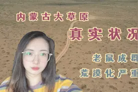 真实的草原远没有想象美好，草少土多老鼠满地，草原治理迫在眉睫视频封面