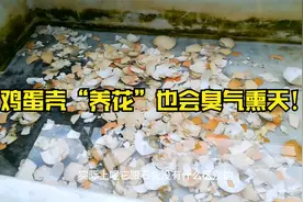 “鸡蛋壳”不是“万能肥”？沤制少了这2步，招虫伤根还很臭！视频封面