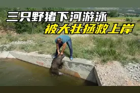 三只野猪掉入水中，被大壮徒手拯救上岸视频封面