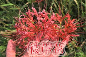 石蒜生长阴森坟墓处，有人称为“解毒草”，奇葩植物好看有毒！