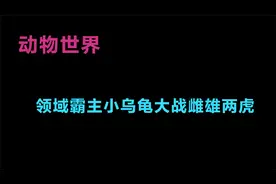 领域霸主小乌龟大战雌雄两虎.mp4视频封面