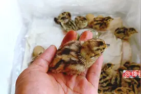 小山鸡24天孵化出壳，七彩山鸡小时候长这样，花色和火鸡一个样