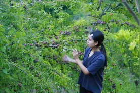 李子多到压弯枝头，摘一篮子回来，做三道广西夏日里的特色风味