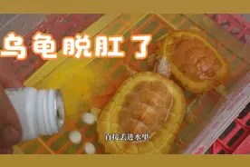很多龟友遇到乌龟脱肛的吧，可以这样处理