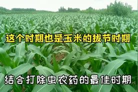 雨后玉米长势喜人，7叶时注意“控旺”促高产，玉米长势好收成好