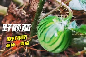 这种植物叫野颠茄，用于跌打损伤骨髓炎胃痛的一味草药，了解下