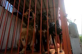 炖肉给狗吃，小黑狗以为要害它，躲得远远不敢吃，馋得阿福啃钢筋视频封面