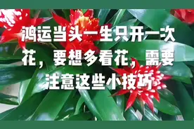 鸿运当头一生只开一次花，要想多看花，需要注意这些小技巧视频封面