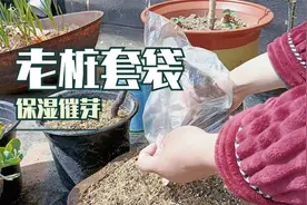 给上完盆的老桩套上保鲜膜保湿，希望早点发芽成活视频封面