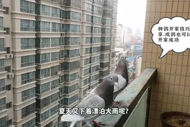 鸽子开家技巧，怎么让信鸽不飞走？掌握这些鸽子越养越听话视频封面