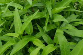 农村小伙空心菜用这方法种，长得快又壮，一茬比一茬旺视频封面