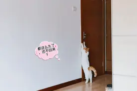 主人出门忘记给猫咪放猫粮，猫咪挠门呼救，到家猫咪已饿得站不住视频封面