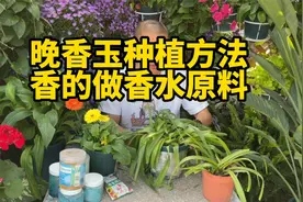晚香玉的种植方法和注意事项,三月重新栽种种球生长会更好,怕冷视频封面