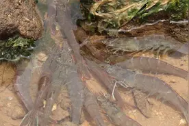 小妹赶海找到废弃的养殖场，里面的海鲜乱成一团沸腾了，抓的真爽视频封面