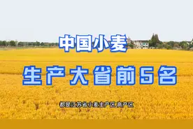 小麦生产大省前5名。视频封面