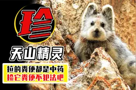 伊犁鼠兔是保护动物，拉的便便是中药材，跟它后面捡便便不犯法吧