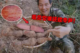 野外碰到它谁还挖冬笋呀！网上一斤能卖几十块，一锄头下去十几斤视频封面