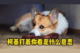 柯基盯着你看，是什么意思？视频封面