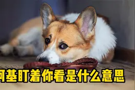 柯基盯着你看，是什么意思？视频封面