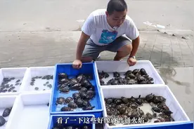 对养龟新手来说，大青南石小青的区分还是有些障碍的
