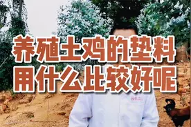 养鸡那么久，鸡舍用什么垫料比较理想呢？