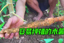野外最容易获取的食物，种植也很简单，这是流浪者的独特美食视频封面
