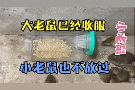 大老鼠已经全部收腹！！现在小老鼠也不放过！！视频封面
