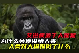 艾滋病源于大猩猩，为什么会传染给人类？人类对大猩猩做了什么？视频封面