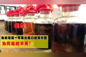 毒蛇泡酒一年“复活”，村民被咬身亡，为何毒蛇不死？视频封面