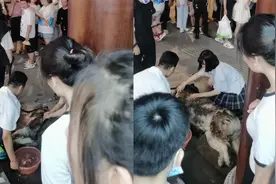 女生逛街非要带狗，狗子中暑倒地发出惨叫声，路人围观网友吵翻了视频封面