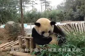 熊猫撒娇卖萌问游客要吃的，国宝形象全无，场面笑爆了视频封面