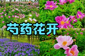 北京通州万亩免费郊野公园，芍药花开， 面积挺大 人很少停车免费视频封面