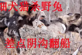 野兔被5条细犬捕杀 潇洒走位精算策略 细犬差点阴沟翻了船视频封面