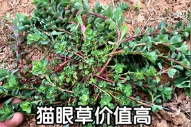 植物“猫眼草”全草有毒，有1妙用厉害了，帮农民省下不少钱视频封面