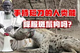 非洲二哥斑鬣狗有多狠？手持短刀的人类，能否打败斑鬣狗，为什么视频封面