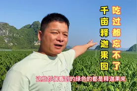 广西千亩释迦果种植基地，犹如走进画卷的地方，山好水好果也好！视频封面