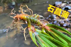 老乡种植溪边的水蜈蚣，晒干一斤卖20元，湖南老板靠它年收入80万视频封面