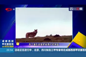 首个狼生态保护站落户若尔盖！为何要保护狼：草原生态的重要一环