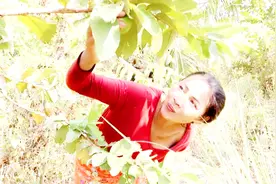 馋嘴靓姐上山摘石榴，果香味浓厚又清甜，只是你蘸辣椒酱吃太奇葩