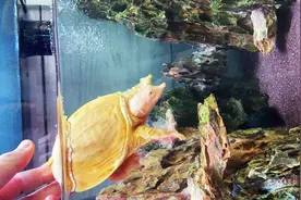 终于知道甲鱼为什么叫老鳖了，他是真的能憋气视频封面