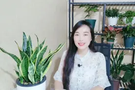 夏季养花太麻烦，每天都要浇水？虎皮兰耐热又耐旱，家庭养殖首选视频封面