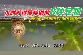 小时养过最特别的8种宠物，蝌蚪、蚕、乌廖哥，养老鼠见过没？