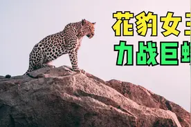 花豹女王单挑巨蟒 逼迫对方吐出吃掉的幼崽！视频封面