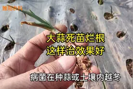 大蒜出现死苗烂根，都是这个病引起的，用这两种方法防治效果好视频封面