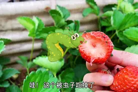 猫淘淘去四姨家摘草莓，发现很多大个的草莓都被可恶的虫子吃掉了